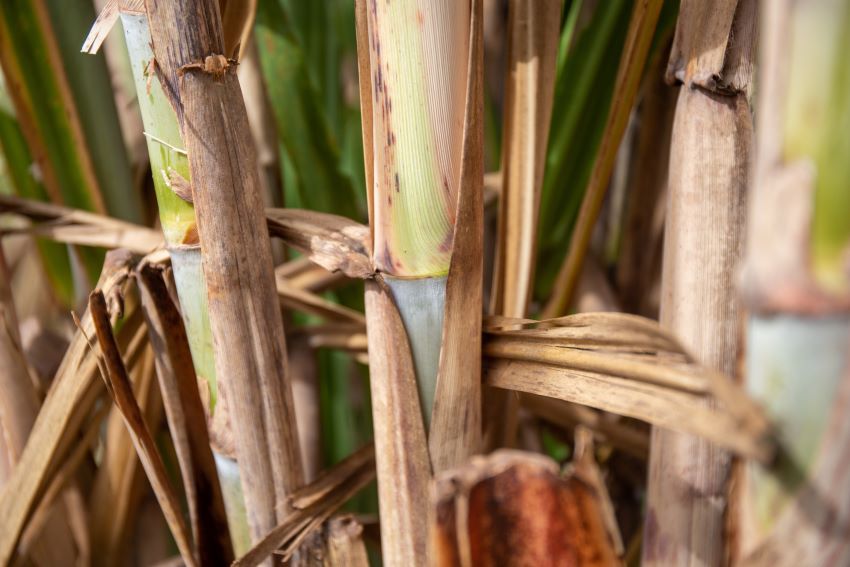 Imagem mostra detalhe da plantação de cana-de-açúcar