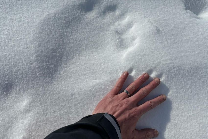 Imagem mostra mão de Julie Ramsey ao lado de pegada de urso polar na neve