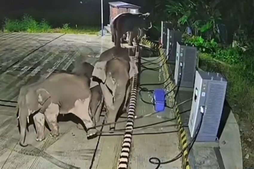 Filhote de elefante enrosca pata traseira em cabo de estação de recarga