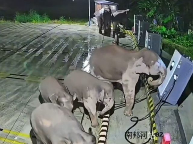 Mamãe elefante destrói eletroposto na China para defender filhote